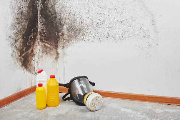 Best DIY Mold Remediation Support Services in Poquonock Bridge, CT