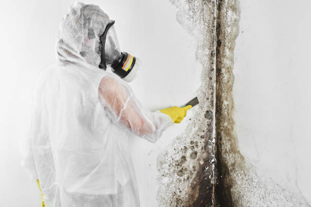 Best Attic Mold Remediation in Poquonock Bridge, CT