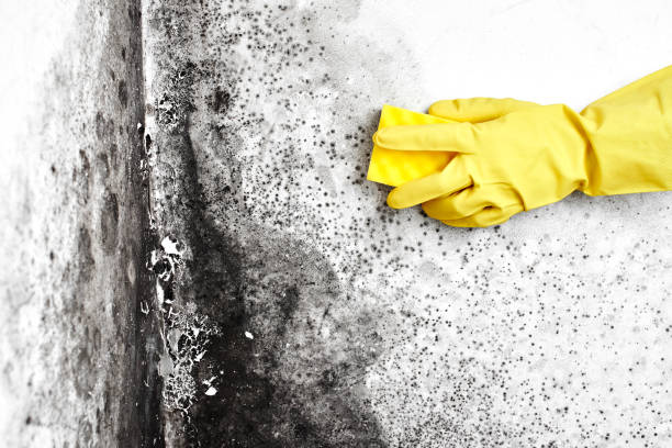 Best Post-Flood Mold Remediation in Poquonock Bridge, CT
