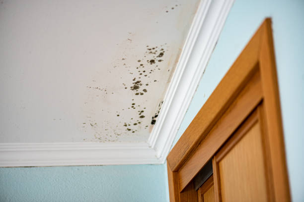 Best Residential Mold Remediation in Poquonock Bridge, CT