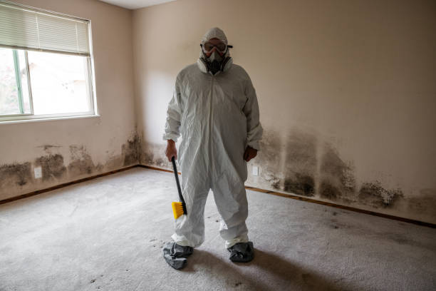 Professional Mold Remediation in Poquonock Bridge, CT